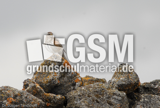 Rotdrossel (2 von 3).jpg